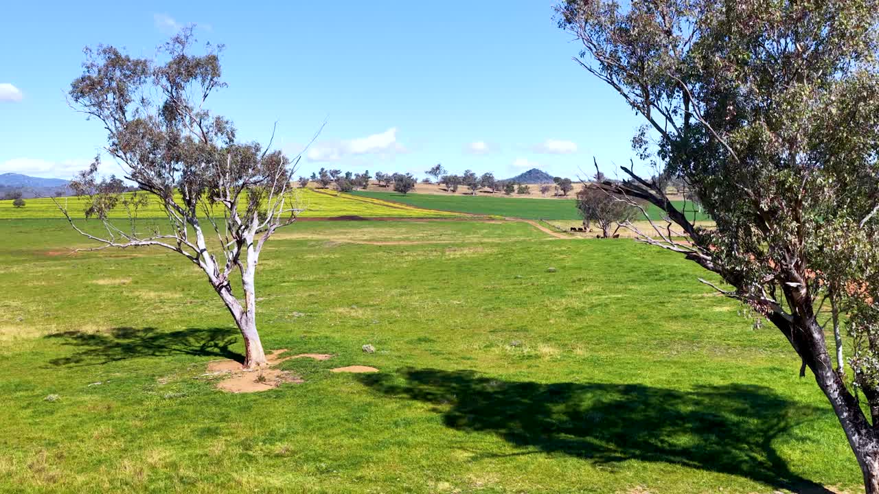 Drone camera smoothly pans across a sunlit grassy field with a solitary eucalyptus tree, revealing rolling hills and clear blue skies near Armidale, NSW