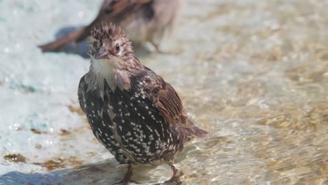 스터링은 열에서 탈출하고 연못에 수영합니다. 북미에서는 유럽 스터링 (stornus vulgaris) 이라고도 알려져 있습니다.