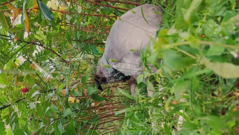 Vertical-video-of-a-barn-dog-resting-on-the-grass-and-getting-bothered-by-insects-on-a-hot-summer-day