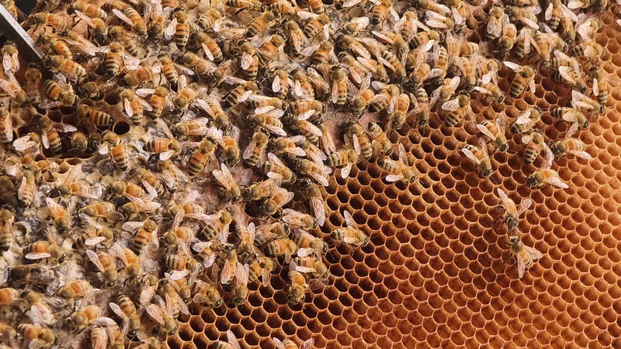 Api operaie indaffarate che si muovono su un favo dorato