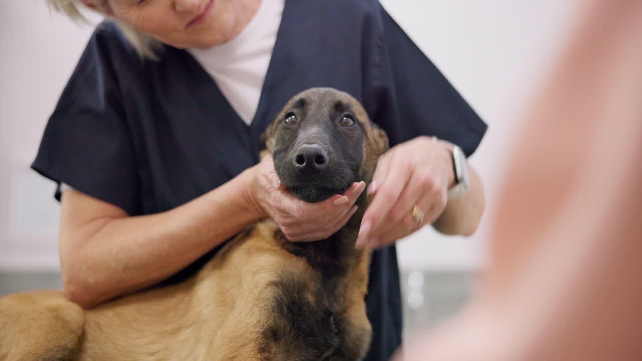 Vet, dog mouth and mature woman check animal