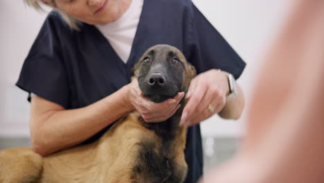 vet, dog mouth and mature woman check animal