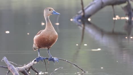 whistling duck in pond chilling uhd mp4 4k ..