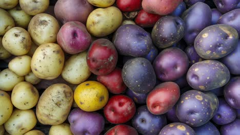 variety of colorful unwashed potatoes arranged closely, showcasing their natural textures. highlights the diversity in potato colors and shapes