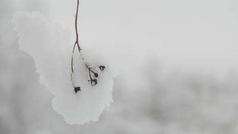 dry, delicate plant covered with snow on cloudy day