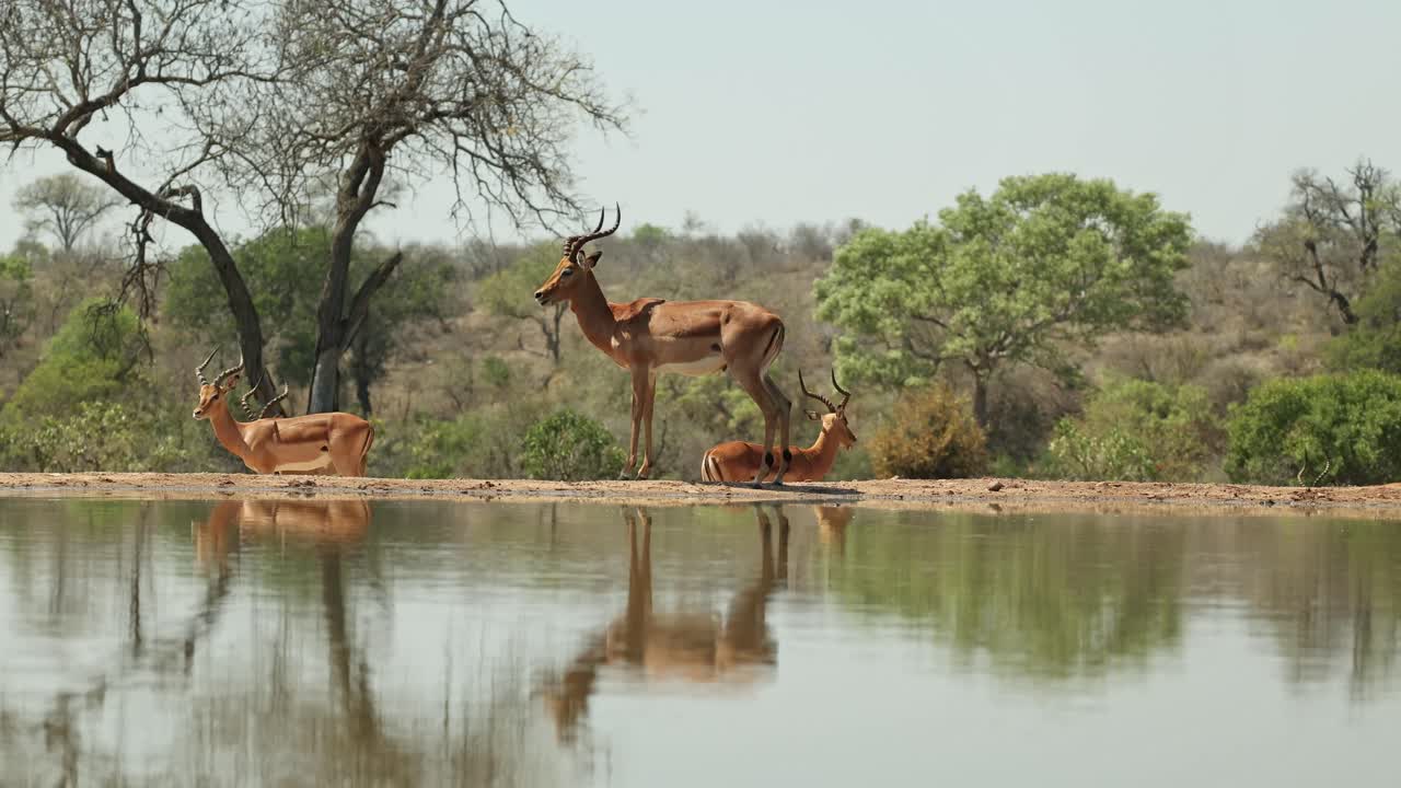 Wide shot of a bachelor herd of impala males walking in front of an underground hide, Greater Kruger