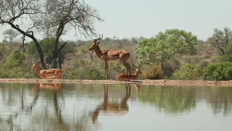 wide shot of a bachelor herd of impala males walking in front of an underground hide, greater kruger