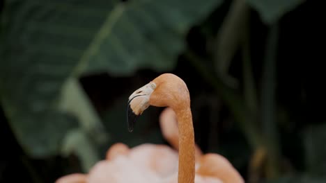 Nahaufnahme-Des-Kopfes-Eines-Karibischen-Flamingos,-Der-Sich-Umschaut