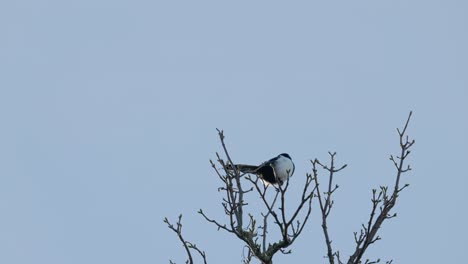 single magpie bird, sitting alone on a branch high up in a tree