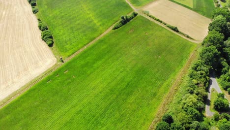 Drohne-Fliegt-über-Unendliches-Maisfeld