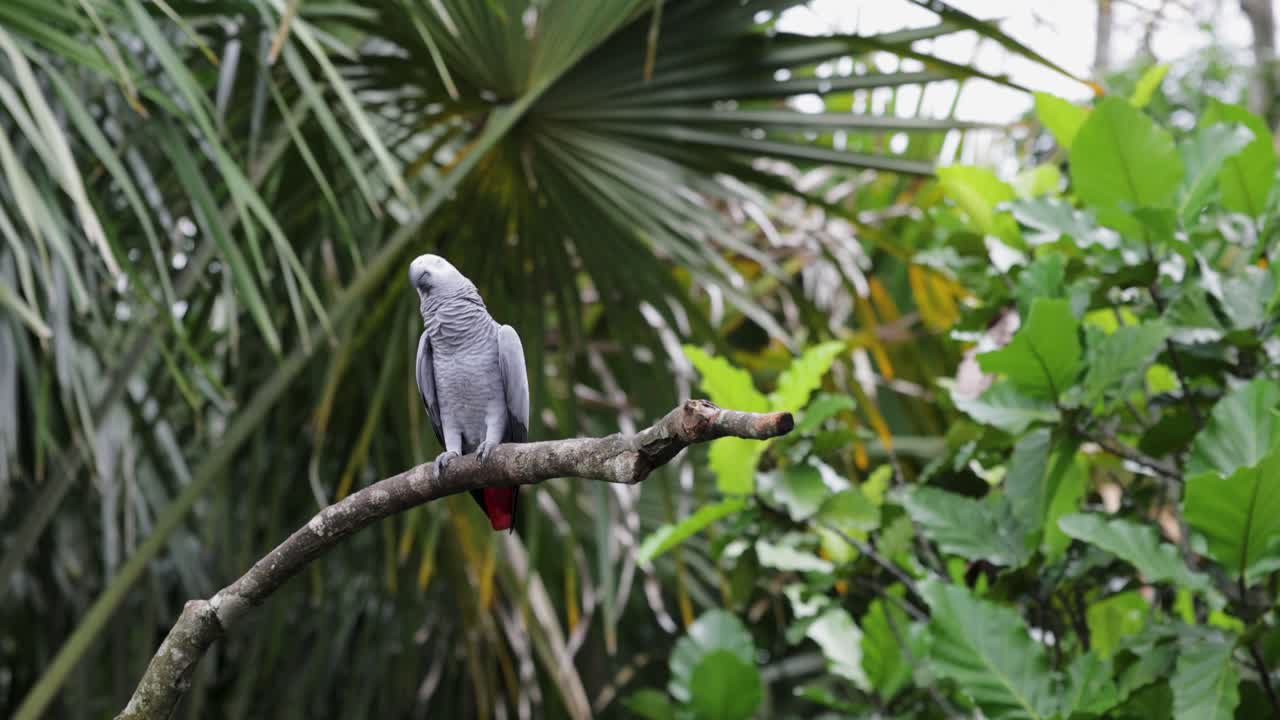 una toma en cámara lenta de un majestuoso pájaro gris africano, de pie en una rama en el bosque tropical