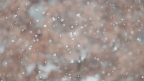 a close-up shot of snowflakes whirling in a snowstorm, with a tree of withered leaves in the background