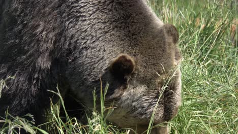 Hungry-Large-Grizzly-Bear-Eating-On-A-Sunny-Grass-Landscape