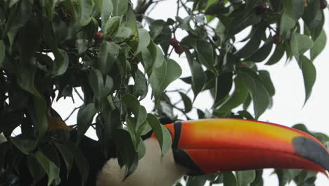 super primer plano de tucán encontrando y comiendo pequeños frutos rojos del árbol