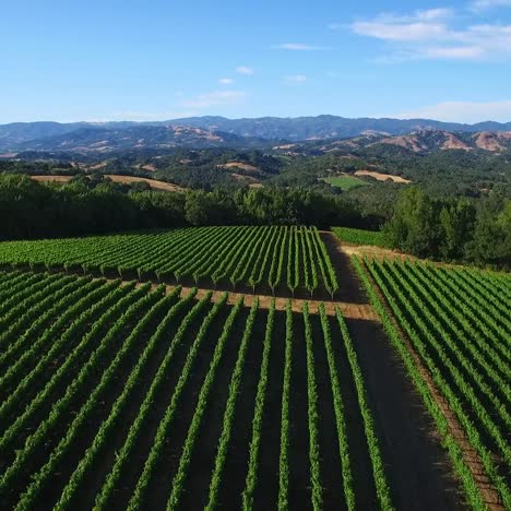 an aerial over rows of vineyards in northern california's sonoma county  1