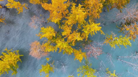 Schöne-Espenbäume-Im-Blauen-See