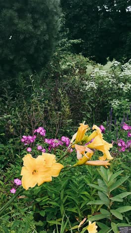 colorful garden flowers