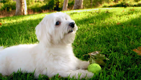 weißer flauschiger hund, männlicher coton de tulear im park mit lächelndem ball