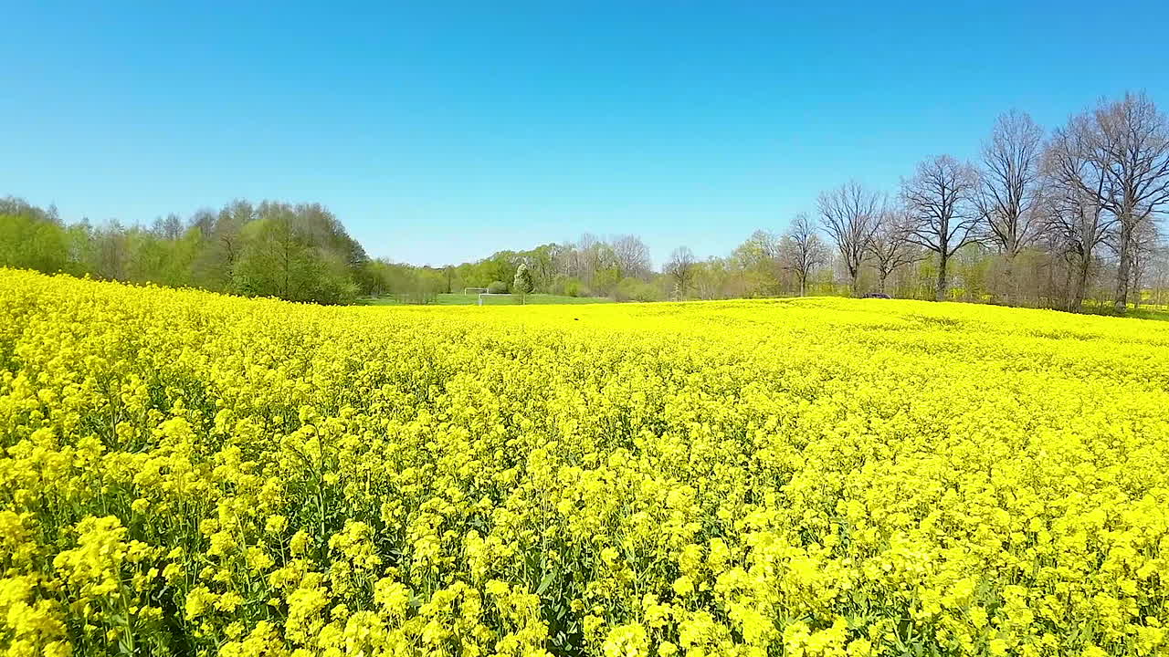 Nature's Lullaby, Whispers of Wind and Time in a Sea of Rapeseed