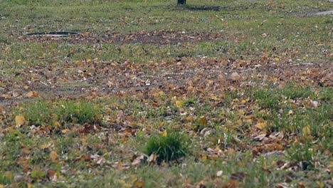 wind-blows-fallen-leaves-across-big-green-lawn-in-park