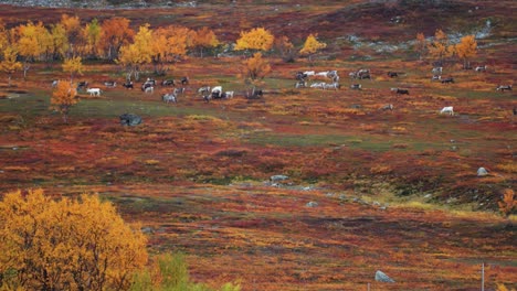 Reindeer-herd-on-the-move-in-the-autumn-tundra