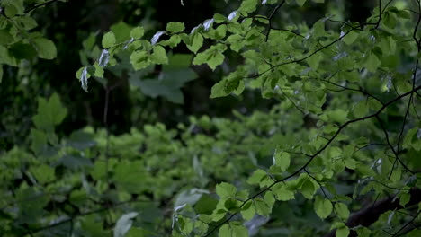 a brisk unseasonal spring wind blowing through the trees in woodland in england, uk