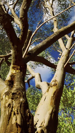 mirando hacia un árbol alto con hojas verdes exuberantes