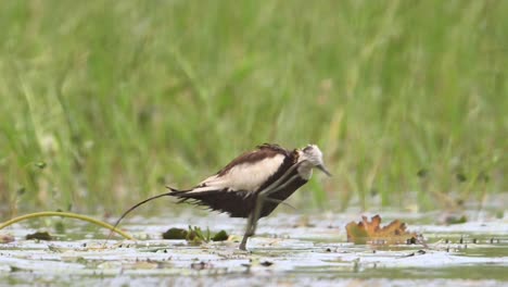 Pheasant-tailed-Jacana--in-wetland-in-rain