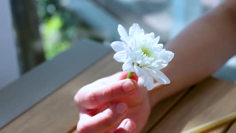 una mano sostiene suavemente un crisantemo blanco