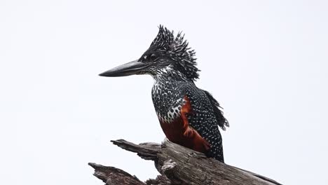 Plumage of giant kingfisher female ruffled in wind, birdwatching in South Africa