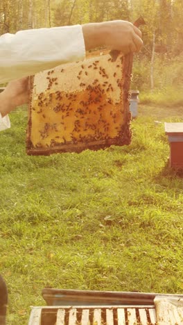 beekeeper handling honeycomb frame