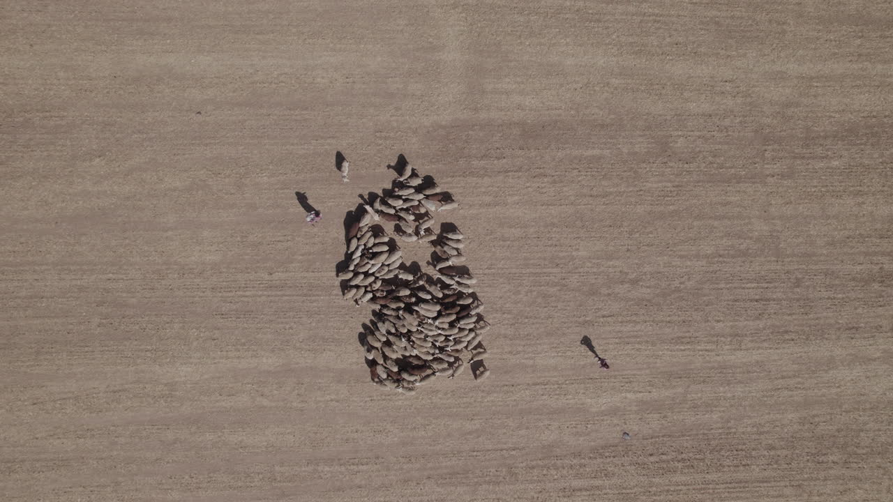 외딴 사막 지역, 큰 전봇대 근처, 농작물이 없는 마른 땅, 위에서 아래로 그리고 위로 총을 들고 있는 양치기의 공중 전망