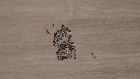 aerial view of female shepherd with sheeps in a remote desert area, near large power poles, dry land without crops, top down and raising up shot