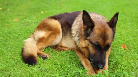 german shepherd breed dog that bites an apple to eat in a resting posture