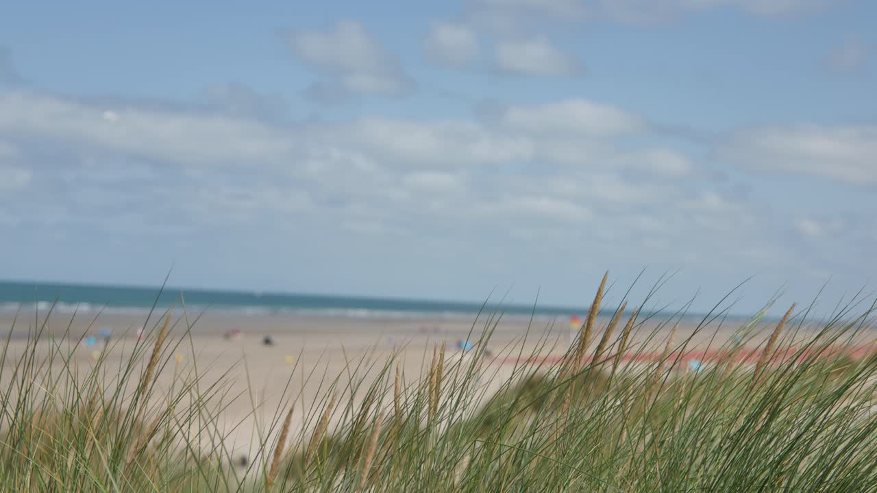 Tall dune grass sways in wind, overlooking sandy beach and blue ocean under daylight skies