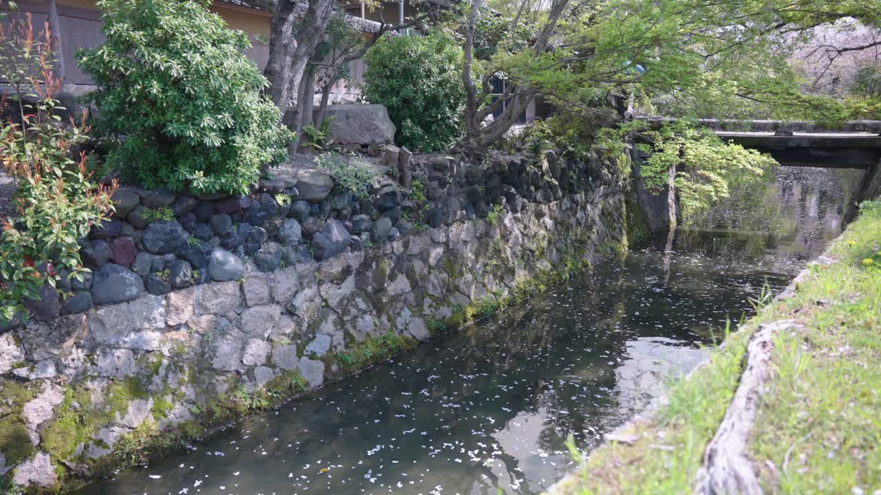 Sakura Petals Flow Through Kyoto Philosopher's Path, Spring in Japan