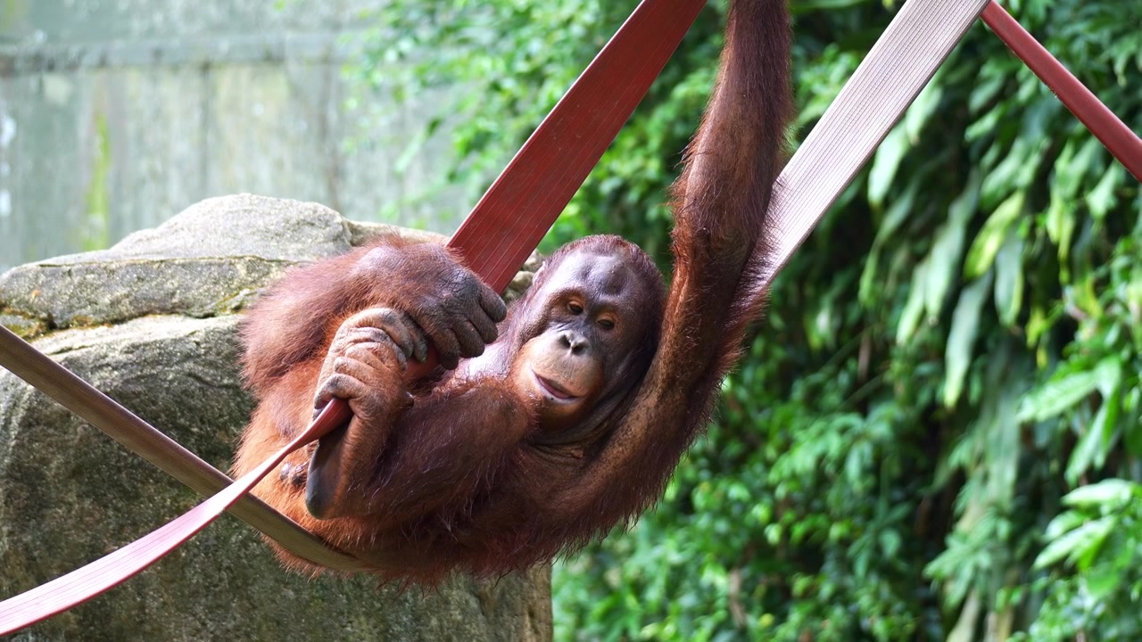 Un giovane orangutan con pelo arruffato rossiccio-marrone che riposa su una cinghia, in primo piano.