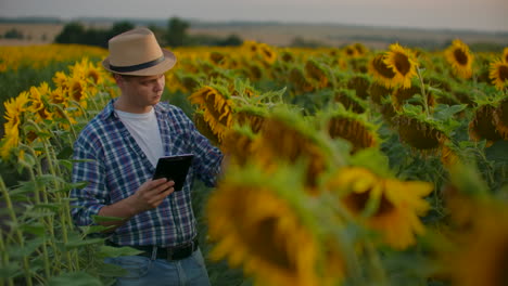 Un-Granjero-Gerente-Entre-Altos-Girasoles-Anota-Sus-Características-En-Su-Tableta.-Está-Preparando-Un-Trabajo-Científico-En-Biología.