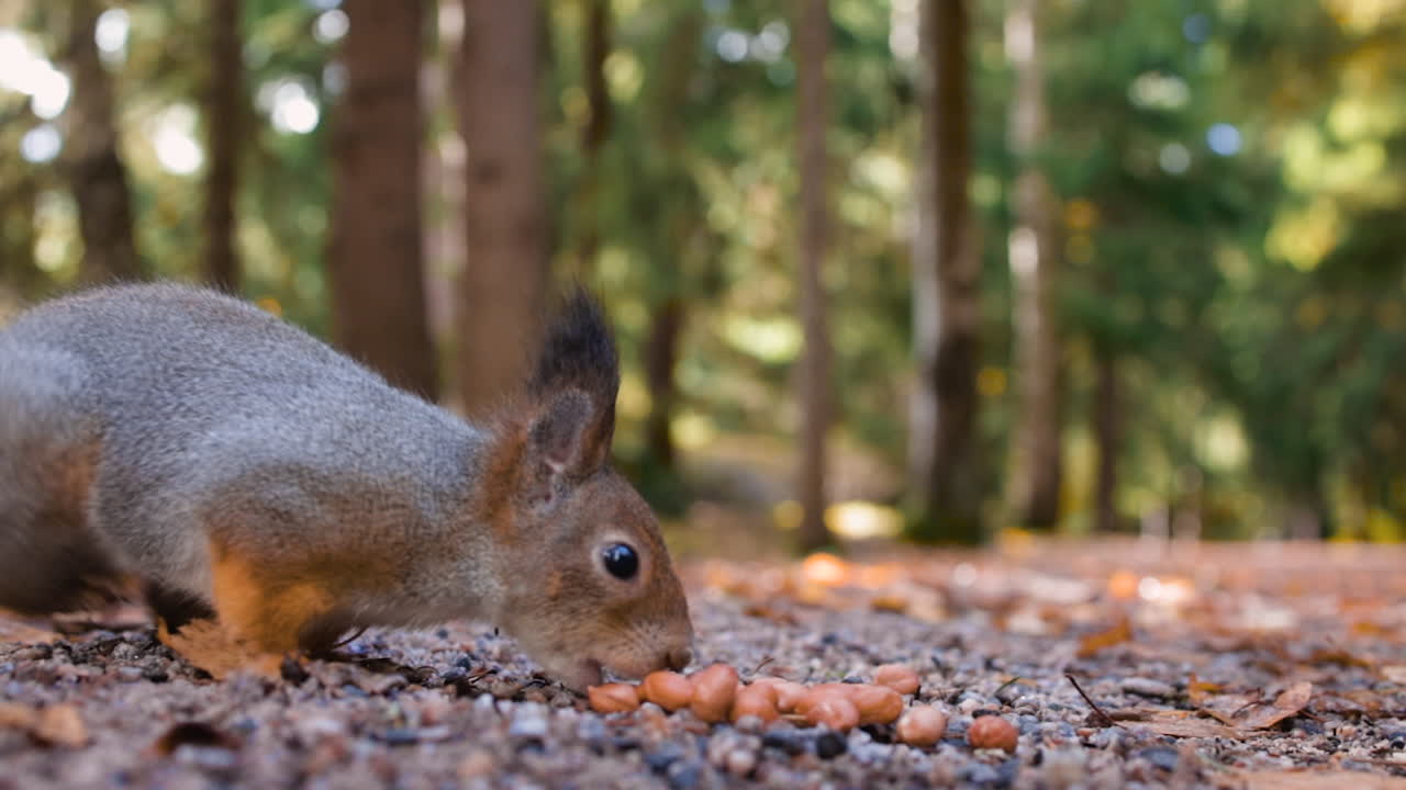 슬로모 그라운드 뷰 땅에서 먹는 귀여운 다람쥐의 클로즈업