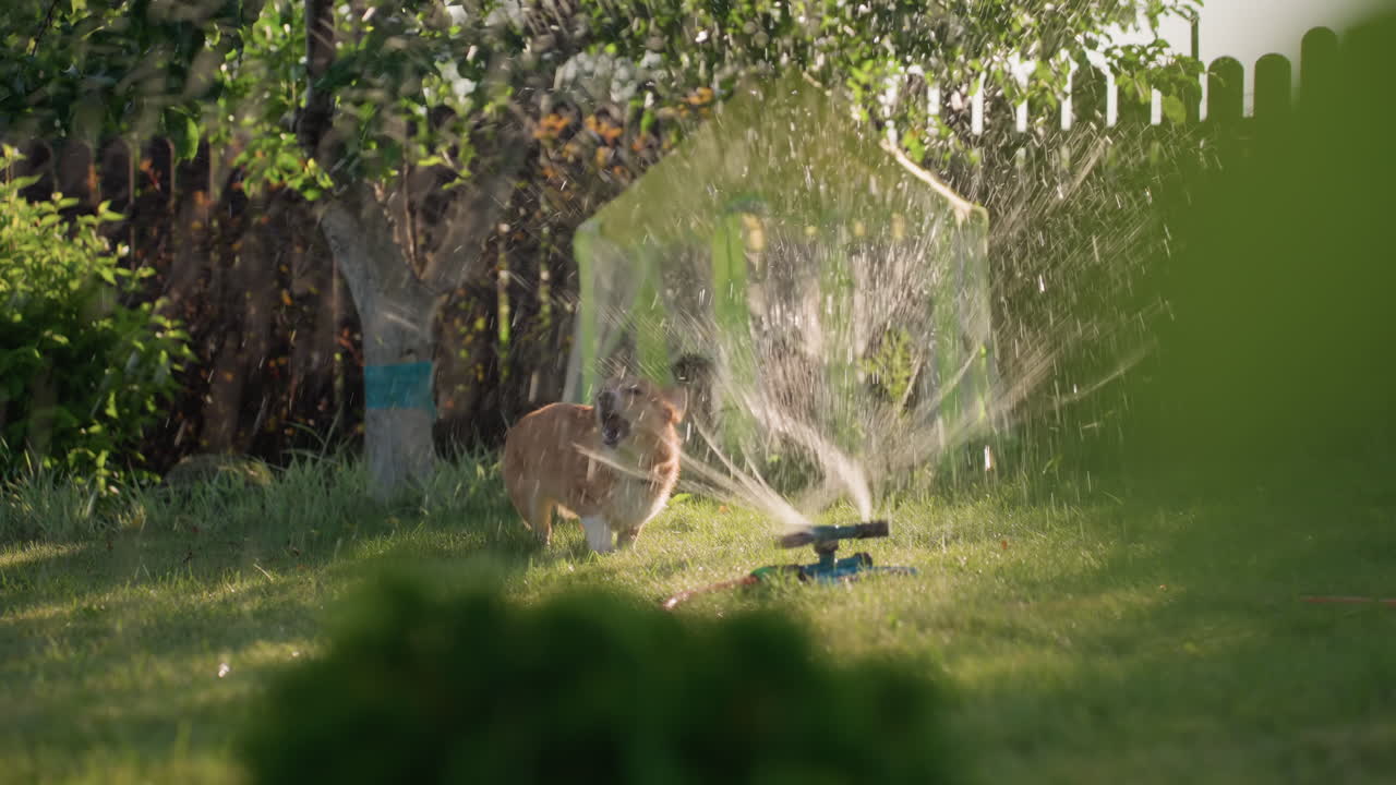 Energetic Dog Amidst Sudden Water Explosion Scene, Playful Corgi Surprised By Splashing Water In Garden Setting, Lively Canine Reacts To Unexpected Burst Of Water In Vibrant Evening Sunlight