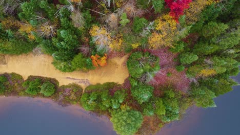 colorful autumn forest on coastline of calm lake, aerial top down view