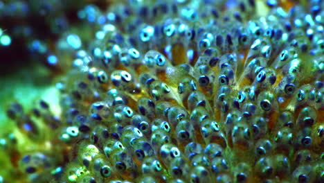 mind-blowing clownfish seethrough eggs with the fishes eyes clearly visible