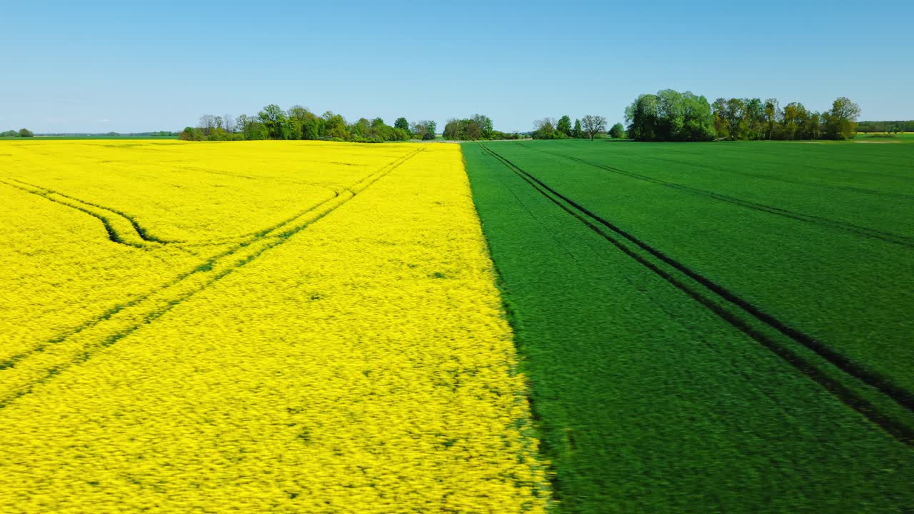 Drone establishing showing yellow blooming crop sharply bordered with green adjacent field