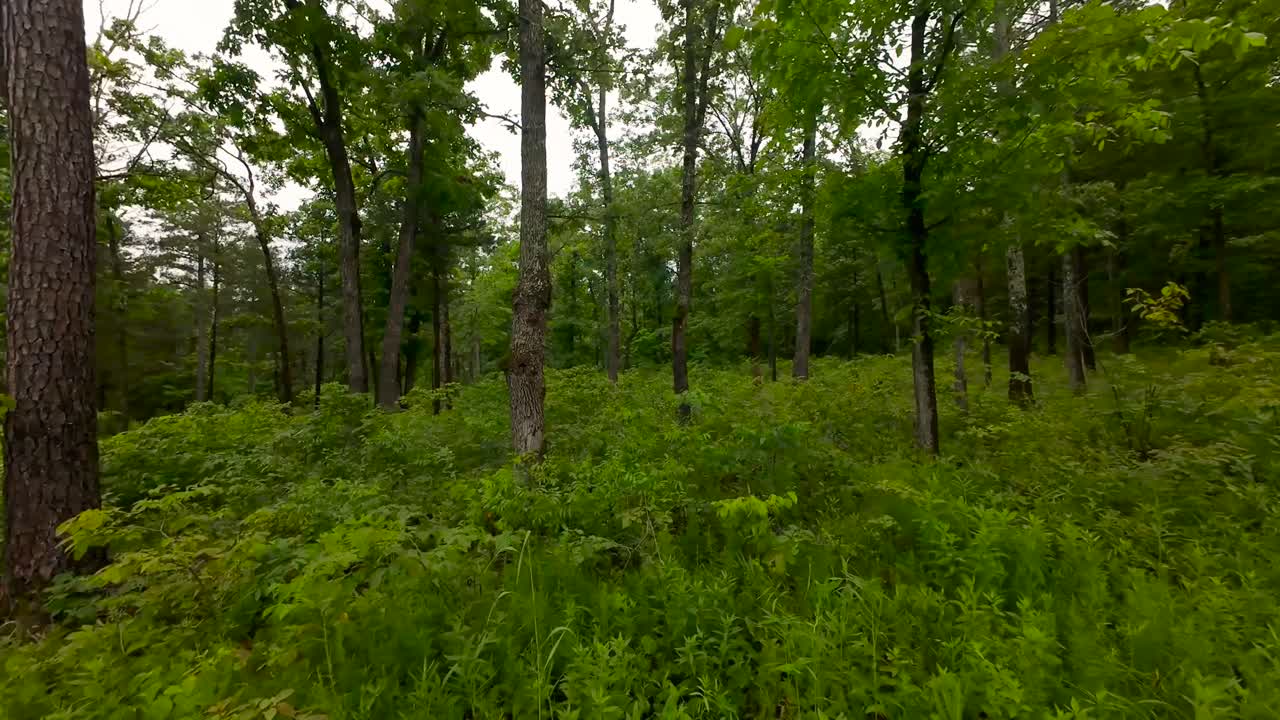 An FPV Drone shot flying between the trees of an Ozark Forest in Southern Missouri. It is daytime under a cloudy sky