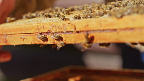 Beekeeper Checks Honeycomb in Apiary