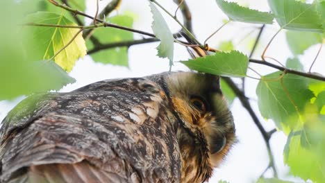 horned owl seen through green bokeh leaves, pov looking up, focused clear shot