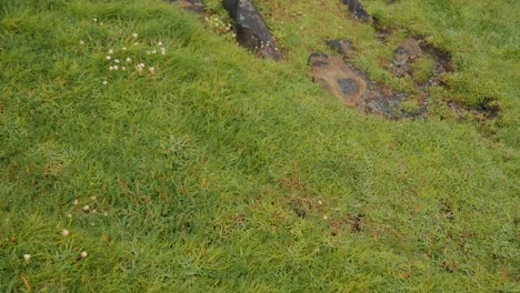 Smoothly-moving-around-an-uneven-grassy-surface-in-Ireland