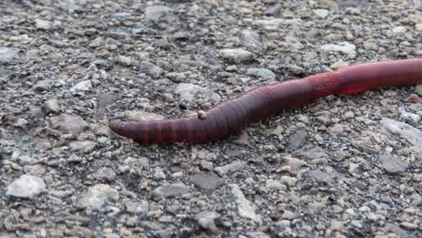 macro of earthworm on asphalt - worm moving on dry concrete road driveway paved with asphalt - close up of an earthworm wiggling on an asphalt road