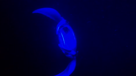 giant manta rays swim under blue light in ocean at night