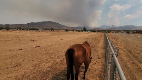 smoke fills the sky from wildfires as a horse looks for food in dry dusty field